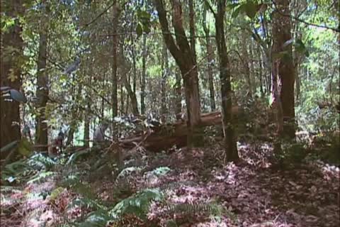 Forest group J/O: Arpad Miklos, Dillon Buck, Jack Bond, Park Wiley & Tober Brandt