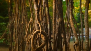 Men: Island Studs: Wild in the Rainforest